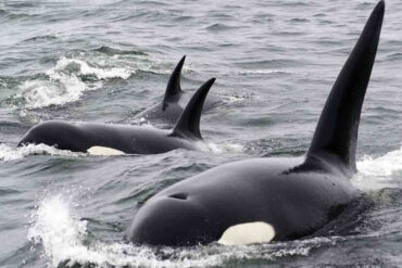 Ataques de orcas a veleros en España: creen que «Gladis» murió y que su nieta actúa con furia por «resentimiento»