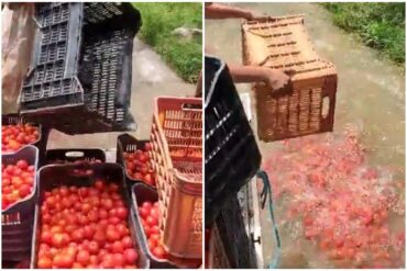 Liberaron a productor en Trujillo que arrojó su cosecha de tomate al río en reclamo por la falta de gasolina: no podría transportar la mercancía