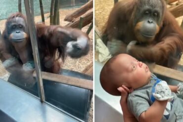 El tierno video en el que un orangután de un zoológico le pide a una mujer que le acerque a su bebé