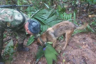 Se extravió Wilson, uno de los perros que buscaba a los cuatro niños que continúan perdidos en la selva de Colombia: creen que se desorientó