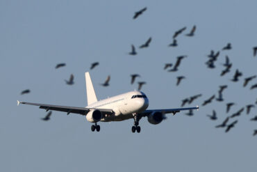 ¿Qué tan frecuentes son los accidentes aéreos ocasionados por choques de aves y cómo se pueden evitar?