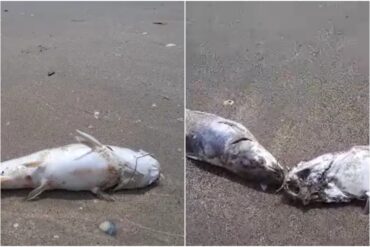 Alerta en Anzoátegui por hallazgo de peces muertos en las costas de Lechería