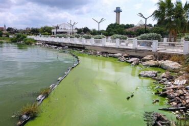 A qué se debe la mancha verde con olor putrefacto que se extiende sobre el Lago de Maracaibo