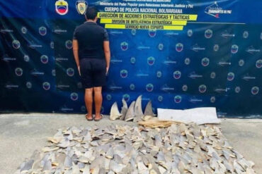 Detenido hombre en Nueva Esparta por pesca ilícita de tiburones para comercio de aletas