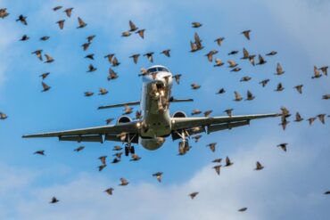 Aterrizaje en el Río Hudson y otros accidentes aéreos en el mundo que fueron causados por impacto de aves