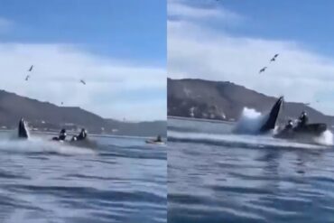 Se viraliza video en el que una ballena jorobada se tragó a dos turistas que iban en kayak