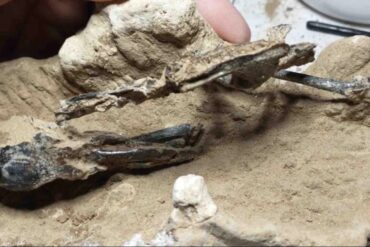 En Argentina encontraron el fósil de un pájaro carpintero prehistórico de más de 200.000 años