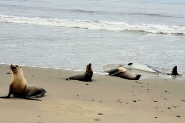 “Ha sido desgarrador”: Cientos de leones marinos y delfines aparecieron muertos en la costa de California