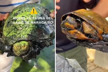 Tortuga rescatada en el lago de Maracaibo está viva y fue bautizada con el nombre de Diesel: así fue el complejo proceso para retirarle todo el petróleo (+Video)