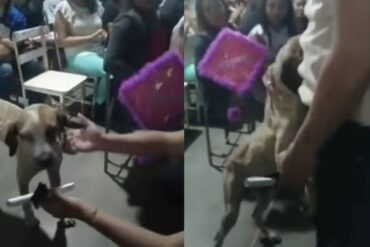 Tarzán, el perrito que acompañó a su dueño durante todo el bachillerato y se ganó un diploma de graduación en Cojedes (+Video)