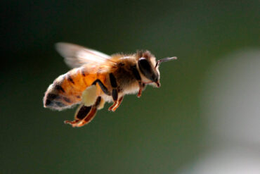 Muere un anciano de 85 años en Zulia tras recibir un ataque de abejas africanas