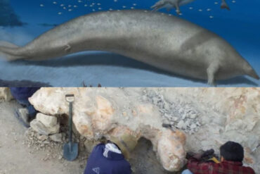 Hallaron en Perú fósiles de una ballena que podría ser el animal más grande en la historia de la Tierra
