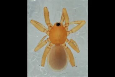 La extraña araña “duende naranja” de seis ojos que fue encontrada en una remota isla de Japón