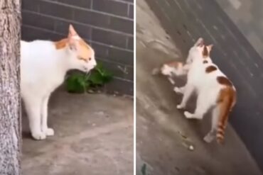 El tierno video de una mamá gata que parece regañar a su gato bebé cuando lo encuentra