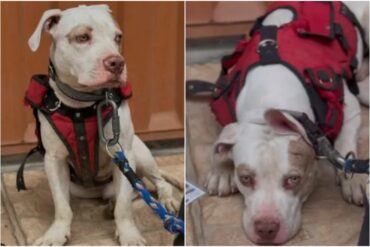 “No quisimos dejarlo”: la historia de una pareja de migrantes venezolanos que viaja hacia Estados Unidos con Zeus, su perrito pitbull