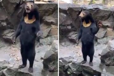 Un oso de un zoológico de China se hace viral en redes por su “aspecto humano” y su habilidad para caminar erguido (+Video)