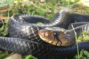 Serpiente intentó devorarse a un puercoespín y en el intento murieron ambos: esto fue lo que ocurrió (+Foto)