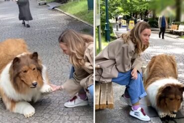 “Quiero ser un animal”: Youtuber japonés pagó casi $15,000 para “convertirse” en un perro (+Video)