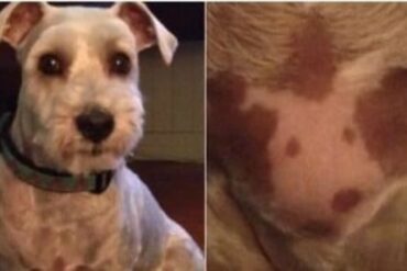 El tierno caso de un perro que nació con un tatuaje de su propio rostro en el pecho