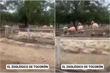 “El zoológico de Tocorón”: Un jaguar, flamingos y animales exóticos fueron hallados dentro del centro penitenciario  (+Video)