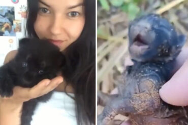 Es viral en TikTok: rescató a una moribunda cría de pantera, la cuidó y ahora es parte de su familia (+Videos)