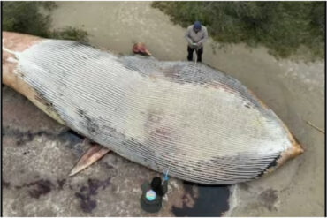 Hallan muerta a una ballena azul en la orilla de una playa en Uruguay: pesaba 20 toneladas