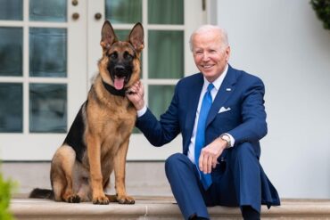 Volvió a hacer de las suyas: el perro de los Biden terminará en un centro de adiestramiento por haber mordido a agente de Seguridad