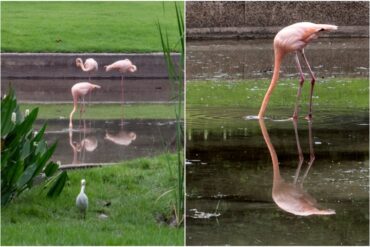 Flamencos de Tocorón ahora viven en el Parque del Este: les cortaron las plumas para que no volaran