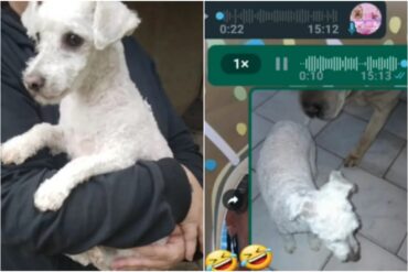 Llevó a su perro a la peluquería y le entregaron otro por error: ni la dueña se dio cuenta (+Video)