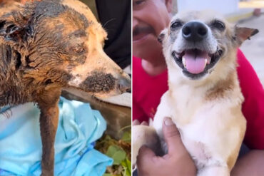 Rescatan a una perrita con restos de petróleo en Maracaibo: “siguen llegando animales petrolizados” (+Video)