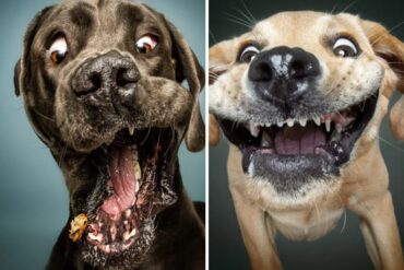 Fotógrafo toma fotos de perros atajando galletitas y los resultados son increíbles