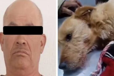 Detenido sujeto que arrojó un explosivo contra un perrito