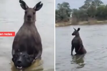 Un hombre se cayó a puños con un canguro que tenía sujetado a su perro por el cuello (+Video)