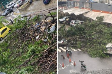 ¿Por qué los árboles se caen cada vez más en Caracas cuando llueve fuerte?