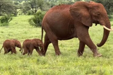 Turista español falleció pisoteado por un elefante en parque natural de Suráfrica