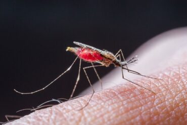 Advierten sobre un brote de malaria en  las comunidades Yanomami en el Alto Orinoco