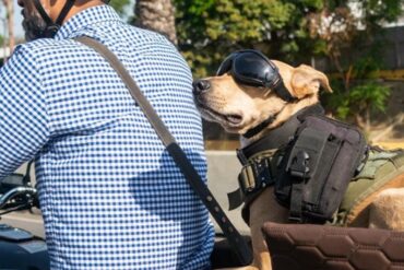 “Sufrió mucho maltrato”: conoce a Tokio, la perrita mensajera que fue rescatada y que ahora recorre Caracas junto a su dueño en moto (+Video)