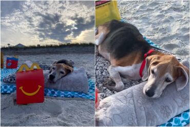 Se despidieron de su perrito con emotivo paseo por la playa: “Hoy es tu último día en la tierra, Walter” (+Video viral)