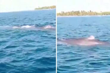 El momento en el que lancheros de Morrocoy grabaron a ballena jorobada que emergió en aguas de Cayo Sombrero