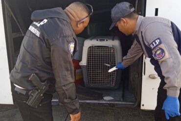 Perro murió asfixiado dentro de la maleta de un autobús: chofer impidió que viajara junto a su dueña desde San Cristóbal a Caracas (+Fotos)