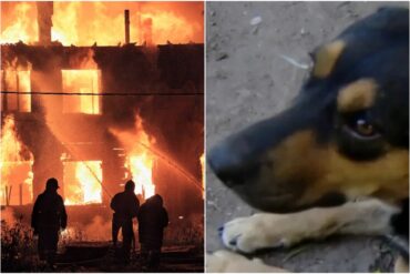 Un perro rescató a su amo mientras se incendiaba su casa y después regresó para salvar al gato