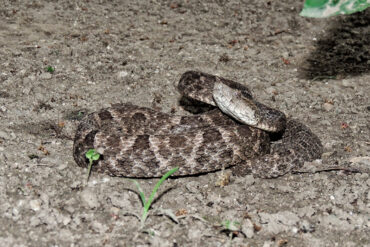 Joven indígena fue mordido por una serpiente peligrosa hace un mes y todavía no recibe suero antiofídico