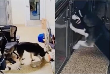 Husky se escapó de su jaula en un refugio e intentó “liberar” a sus compañeros en medio de la noche: todo quedó grabado (+Video)