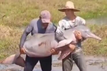 Rescatan a una “tonina”, un delfín de agua dulce que quedó atascado en el río Portuguesa de Barinas (+Video)