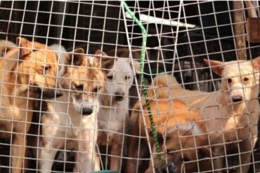 Corea del Sur prohibirá venta de carne de perro para consumo humano, pero desde 2027: los infractores pagarán con cárcel o multas de 22.000 dólares