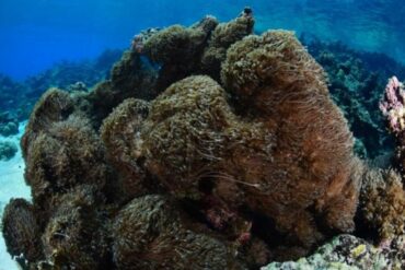 Venezuela busca controlar un coral asiático en las aguas del mar Caribe que “se reproduce sin control”