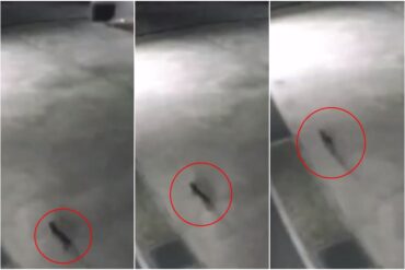 Alerta en Japón: el momento en que huye un gato que cayó en tanque de sustancias tóxicas y cuyo paradero es un misterio (+Video)