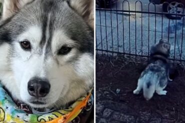 El husky que cavó dos hoyos para anunciar una fuga de gas y evitó una tragedia en su vecindario (+Video)