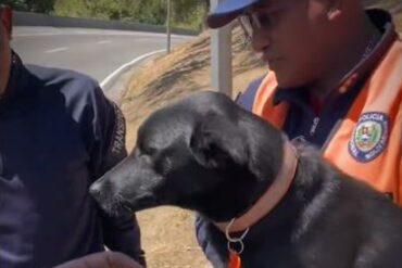 Así fue el rescate de un perrito que cayó en una alcantarilla en la Cota Mil (+Video)