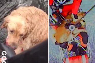 El emotivo rescate de un perro que cayó por un acantilado que se hizo viral en redes sociales (+Video)